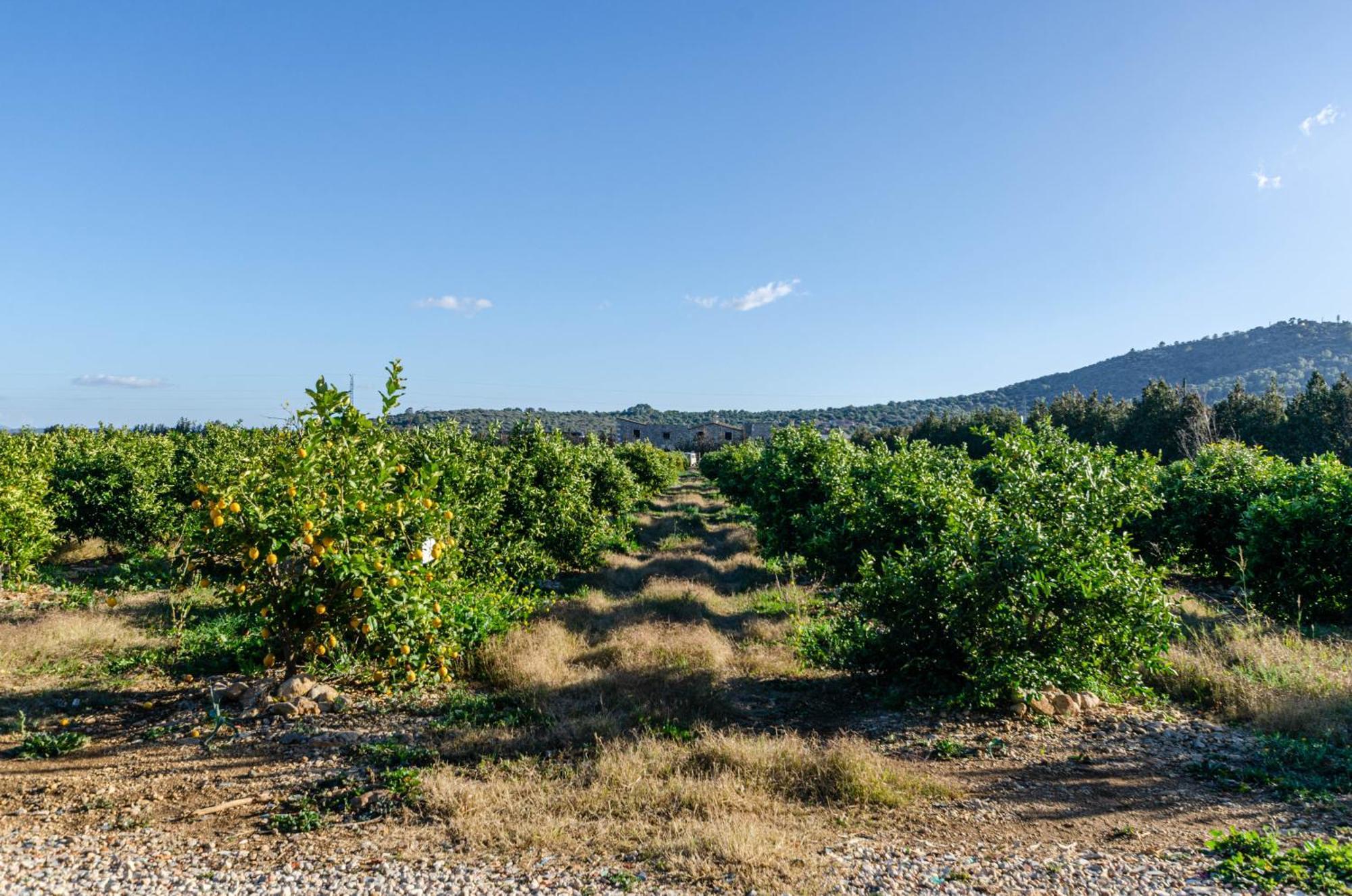 El Limonar De Mallorca - Agroturismo Ballerics Exteriér fotografie